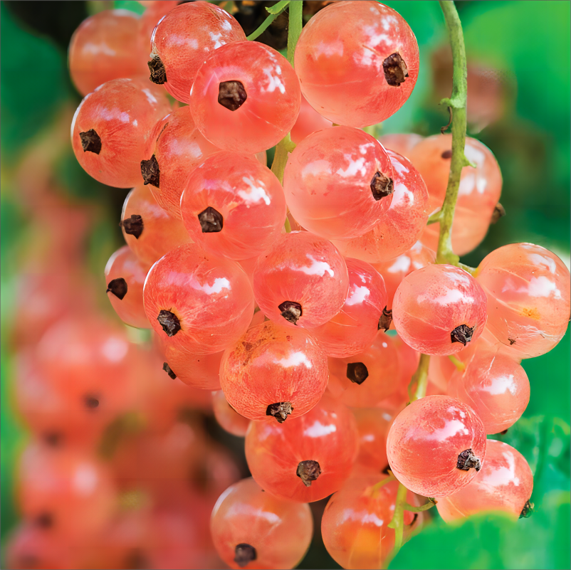 Berry Stud Earrings